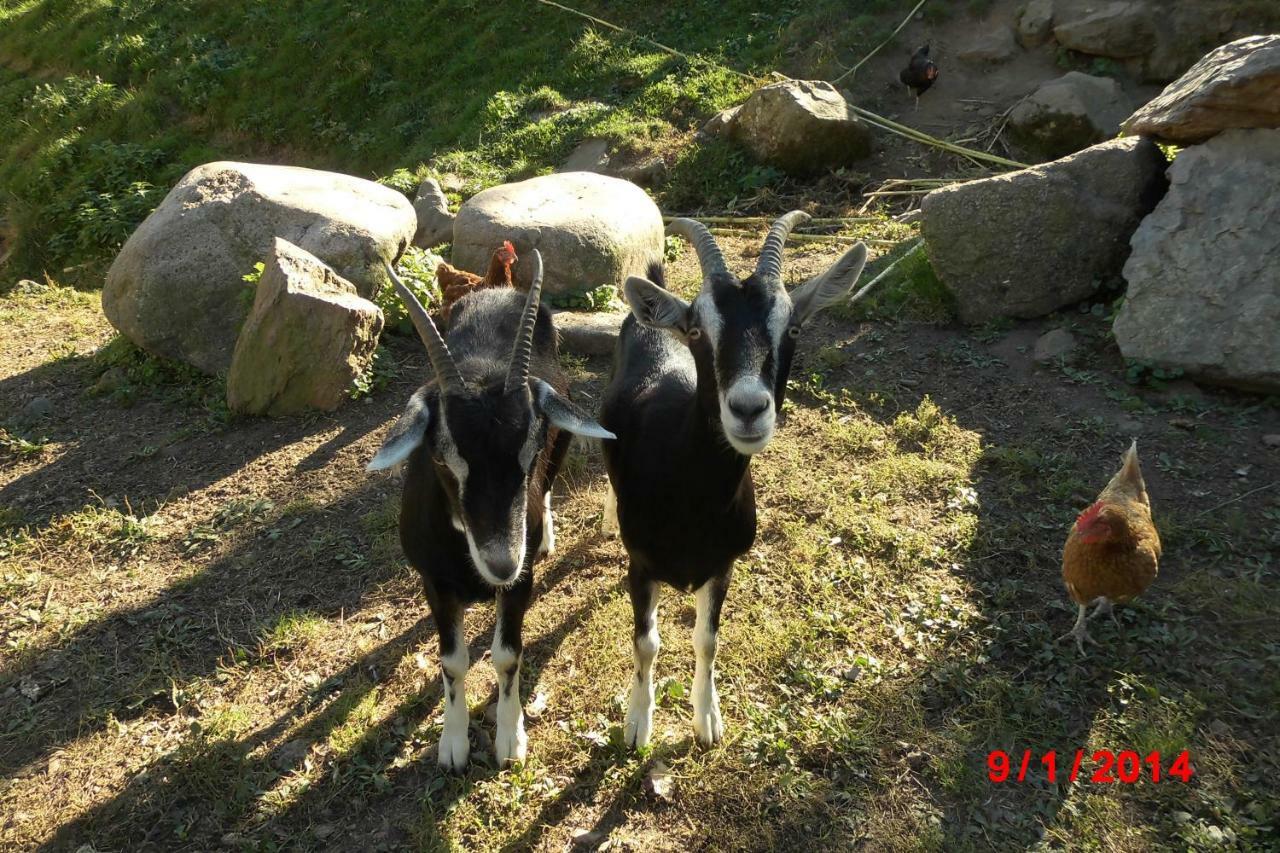 Urlaub Auf Dem Haenslehof Διαμέρισμα Elzach Εξωτερικό φωτογραφία